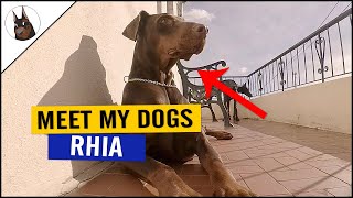 Meet My DOBERMANS Rhia  The Eater [upl. by Decrem]