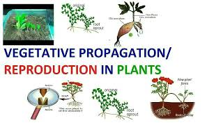 Vegetative Propagation  Natural And Artificial Vegetative Propagation [upl. by Bromley991]