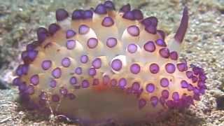 Science Today Nudibranchs  California Academy of Sciences [upl. by Clyve9]