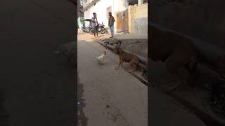 Dog🐕 vs chicken🐤  dog chicken animals animal animalfightandkids animalshorts animalsvideo [upl. by Irrej845]