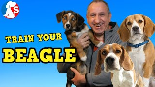 How To Train A BEAGLE To Listen amp Behave [upl. by Zuliram]