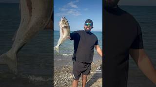 Surfcasting sicily surfcasting fisherman fishing fish fishingvideo fishinglife [upl. by Wales900]