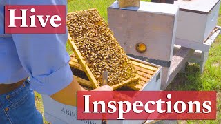 Proper Hive Inspection Techniques  Beekeeping Academy  Ep 35 [upl. by Oralle]