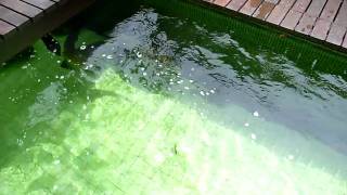 TLkmDNs FULL POND UPDATE  FEEDING FISH 152011 [upl. by Delsman]