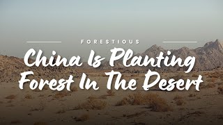 China is planting in the desert  Forestious [upl. by Adnuhsat667]