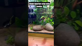 aquarium setup using Anubias heterophylla aquarium feeds shorts [upl. by Enillebyam]