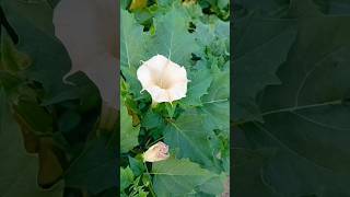 ধুতরা ফুল বাস্তবে দেখতে কেমন হয় dhutra datura ধুতরাফুল ধুতরাগাছ shorts reels sm [upl. by Tiga807]