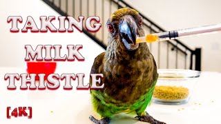 Meyers Parrot George is Taking Milk Thistle [upl. by Hamimej449]