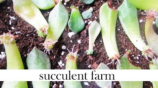 How To Propagate Succulents Like A BOSS [upl. by Malvino]