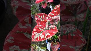 “Awardwinning” caladiums in 🇹🇭caladium caladiumlovers aroids garden caladiumhybrid plants [upl. by Anauqahc]