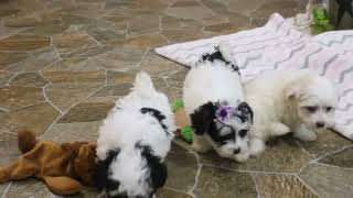 Morkie Puppies For Sale [upl. by Bac877]