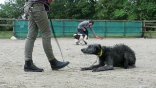 Walter  Deerhound Puppy  3 Week Residential Dog Training [upl. by Sethrida]