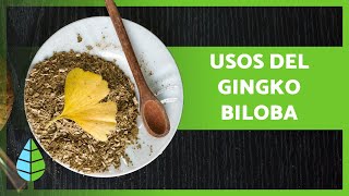 GINKGO BILOBA 🌱 Propiedades BENEFICIOS y Cómo Tomarlo 💚 [upl. by Rozalie]