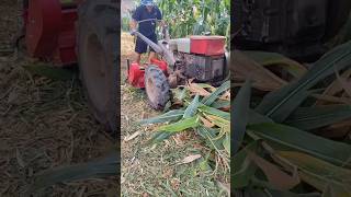 Corn straw cutter  grass cutting skills  grass cutter part 398 [upl. by Aihsetal]