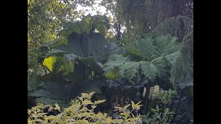 Gunnera Manicata a Tinctoria Jak rozróżnić Moje porównanie [upl. by Dachi687]