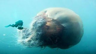 Worlds Biggest Jellyfish [upl. by Feltie]