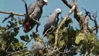 African Grey Parrots waking up in Cameroon [upl. by Aneert]