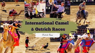 International Camel and Ostrich Races  Virginia City  Spirit of Nevada [upl. by Cowden]