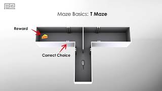 Maze Basics T Maze [upl. by Crespi]