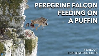 Peregrine Falcon Feeding On A Puffin At RSPB Bempton Cliffs [upl. by Fredkin]