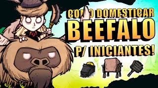 Guia de Domesticação de Beefalos para Iniciantes  Dont Starve Together [upl. by Trebled]