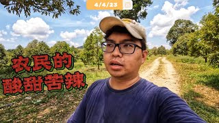 🌕半夜三更燕屋被贼惦记😢 逛榴莲园看榴莲花顺便榴莲聊一聊  Vlog469 [upl. by Sheffie498]