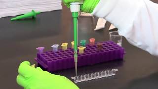 How To Perform A Quantitative ELISA [upl. by Goldarina]