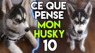 CE QUE PENSAIT MON HUSKY QUAND IL ETAIT CHIOT [upl. by Humo]