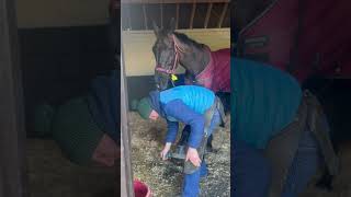 A pamper day for Galopin Des Champs horse horseracing racingtv sport britishhorseracing [upl. by Mcquade]