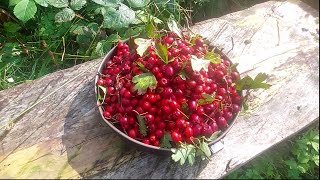 Autumn in the woods Hawthorn fruit leatherstormy weatherwandering new paths [upl. by Ednutey550]