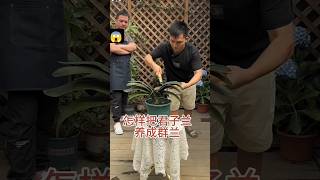 part 84  How to grow Clivia into a group of orchids flowers and green plants [upl. by Mathis]