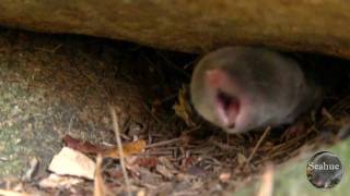 Shrew bites Chipmunks Tail [upl. by Yerggoeg]