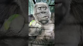 What Makes That Crunch Sound gorilla animals wildlife zookeeper dinner eating foryou [upl. by Lienad722]