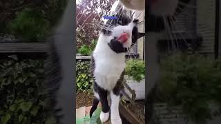 Um vídeo de um gato viralizou nas redes sociais ao mostrar com uma go pro a rotina gatinho na rua [upl. by Jacqueline]