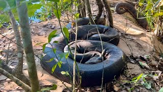 ENCONTRAMOS A MAIOR SUCURI DO BRASIL CAÇADORES DE ANACONDAS  EPISÓDIO 1 [upl. by Nosreffej]