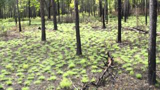 How Fire Can Restore a Forest A TimeLapse Tree View [upl. by Savory]