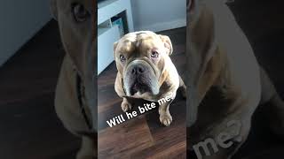 Will he bite me😲 dog pets bulldog [upl. by Eatnuahs]