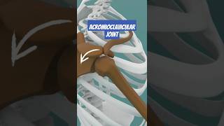 Scapulohumeral Rhythm Explained How your Shoulder works [upl. by Eniroc]