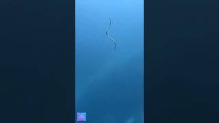 Hydrophis belcheri the most poisonous sea snake sea youtubeshorts shortsfeed shorts animals [upl. by Reyem]