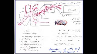 EP 23 HampN Maxillary artery and pterygopalatine fossa and Pterygoid venous Plexus [upl. by Ynnohj689]