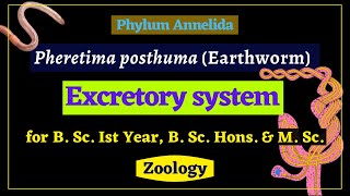 Pheretima posthuma  Excretory system  Zoology [upl. by Osithe]