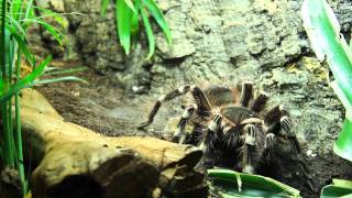 Acanthoscurria geniculata  feeding  Fütterung HD [upl. by Zannini]