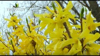 Comment tailler un forsythia   Truffaut [upl. by Ratna]