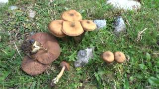 Armillaria cepistipes [upl. by Neukam]