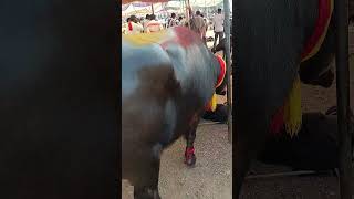 Pachore pashu mandi trending animalfarming फरम video automobile [upl. by Andros626]