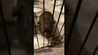 g pig fart guineapigpet funny cute comedy fart farts [upl. by Irrej]