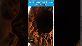 Human Body Under Electron Microscope Part2 shorts ytshorts humanbody biology [upl. by Llyrehc721]