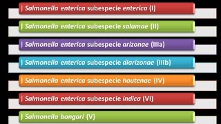 Dominio Bacteria Phylum Proteobacteria 32  Gammaproteobacteria  Enterobacteriaceae  Salmonella [upl. by Cliffes]