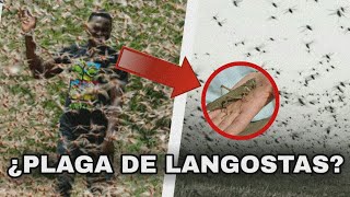 No puede ser ¡¡PLAGA DE LANGOSTAS en Sudamérica África y Asia [upl. by Ongineb491]