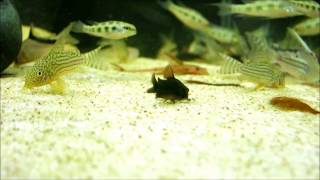 corydoras schultzei black [upl. by Soulier]